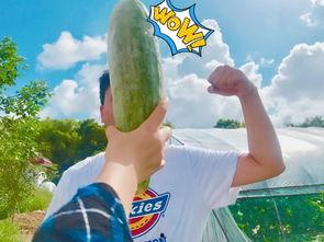 全家桶吃瓜网红,揭秘网络红人的幕后生活