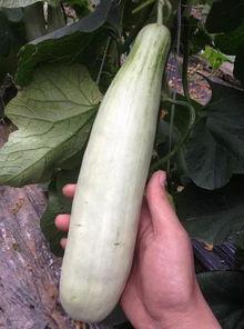 网红安安吃瓜,揭秘网红幕后生活