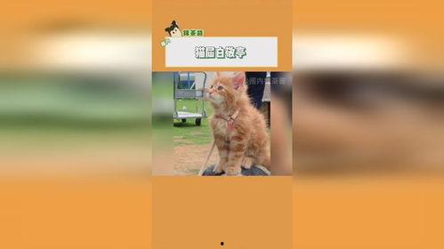 吃瓜网健身小猫,吃瓜网上的健身达人