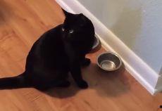 吃瓜网健身小猫,吃瓜网上的健身达人