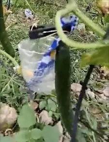 北美网红吃瓜事件视频大全,盘点那些爆笑、惊悚、感人的瞬间