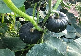 吃网红瓜的平台叫啥了呀,揭秘“吃瓜群众”的新阵地