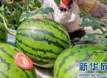 911网爆料吃瓜网,吃瓜网独家深度解析