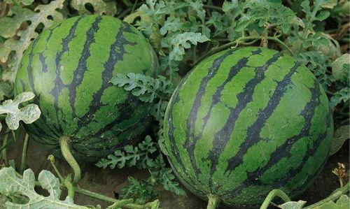 宁夏网红直播吃瓜,带你领略特色美食与网络魅力