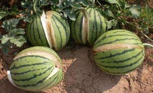 沂水吃瓜网红事件真相