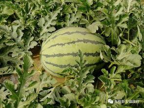 达旗网红吃瓜,揭秘网络红人的幕后生活