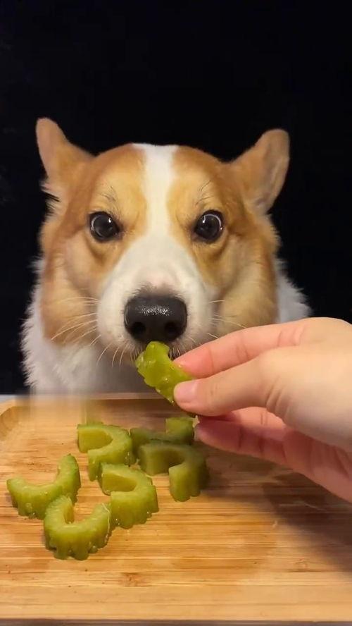 吃瓜网红与狗,揭秘网络红人的真实生活