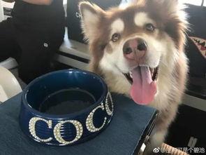 吃瓜网红与狗,揭秘网络红人的真实生活