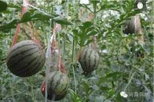 五一拍到网红吃瓜,揭秘热门事件幕后真相