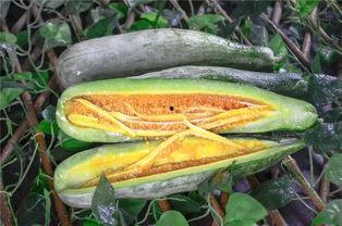 网红吃的小瓜是什么,究竟有何魅力？