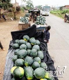 伊犁网红吃瓜事件,揭秘网络舆论背后的真相与反思