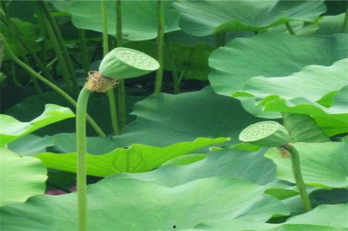 17草吃瓜网,揭秘娱乐圈最新热点，带你畅游八卦海洋