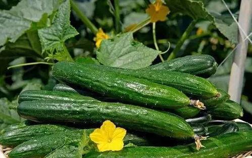 17草吃瓜网,揭秘娱乐圈最新热点，带你畅游八卦海洋