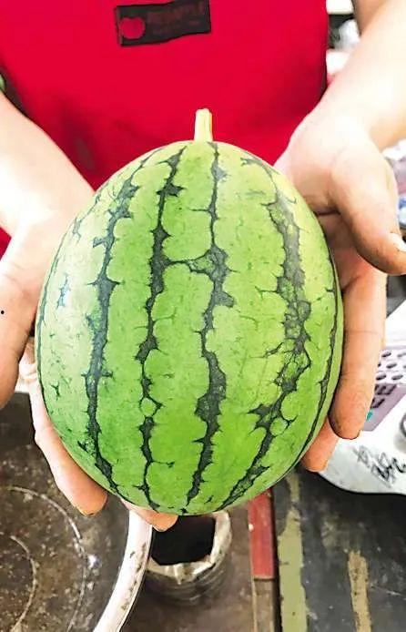 吃瓜网中转,网络舆论场中的“瓜田”盛景