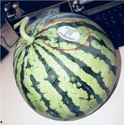 网红吃瓜微信头像,揭秘网络红人的日常生活