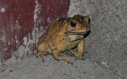 网红蛙打架吃瓜,一场吃瓜群众的狂欢盛宴