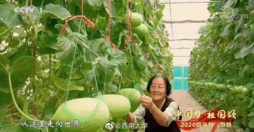 吃瓜91网,热门话题背后的真相与趣味