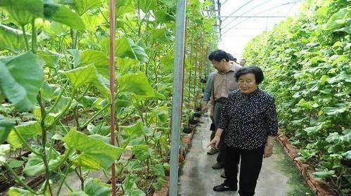 揭秘网红吃瓜是真的吗知乎