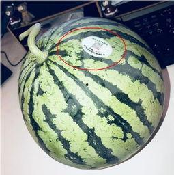 网红冷门吃瓜,那些鲜为人知的冷门吃瓜故事