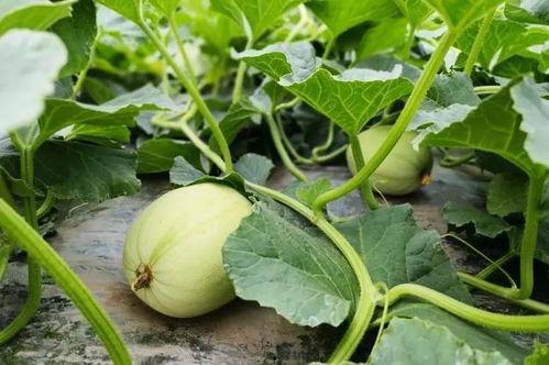 色花吃瓜网,带你领略网络娱乐新风尚