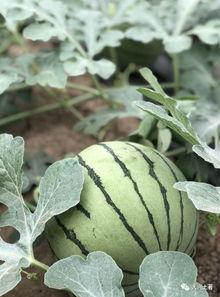 湘潭网红最新吃瓜,揭秘幕后故事与热门话题