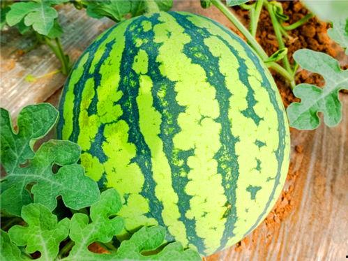 hlj123吃瓜网,揭秘娱乐圈最新热点，带你畅游八卦海洋