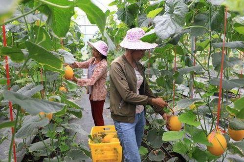 吃瓜金乡网红,揭秘网络红人的幕后故事