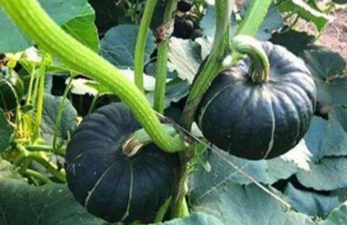 吃瓜网红周圆圆,吃瓜网红的崛起与影响力