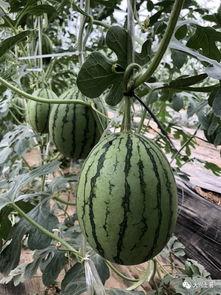 藏族网红吃瓜,揭秘高原生活趣味瞬间