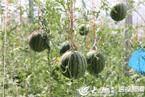 定西网红吃瓜事件视频,一场网络狂欢背后的真相揭秘