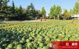 校园吃瓜网在线吃瓜