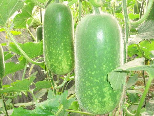 网红吃瓜糗事大全下载,笑料百出，揭秘娱乐圈幕后趣闻