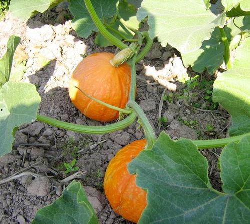 网红吃瓜爆料入口,揭秘娱乐圈幕后真相