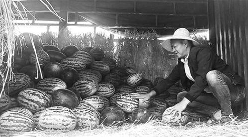 泗阳网红街吃瓜群众事件,一场网络舆论的风暴与反思