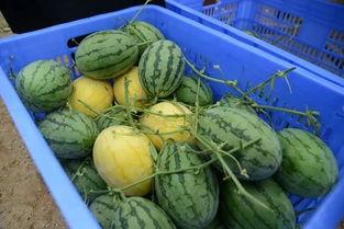 网红吃瓜q群二维