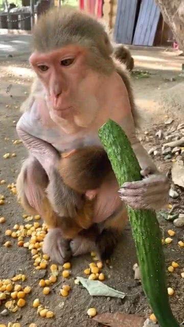 网红吃瓜姐猴子,揭秘网络红人的幕后故事