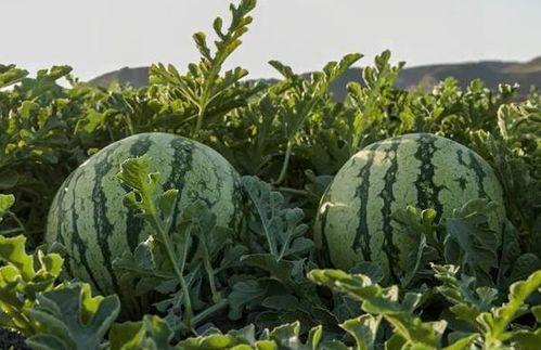 河南网红吃瓜,揭秘网络红人的幕后生活