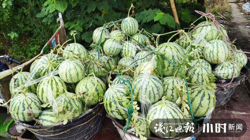 伦敦吃瓜网红是谁啊图片,这位“吃瓜达人”的传奇故事